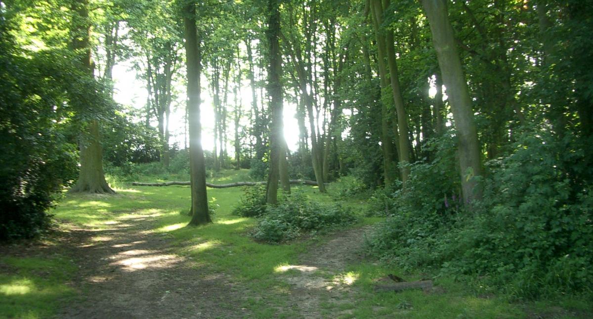 Les Hellandes forêt