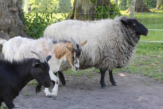 Manoir d'Argueil animaux de la ferme